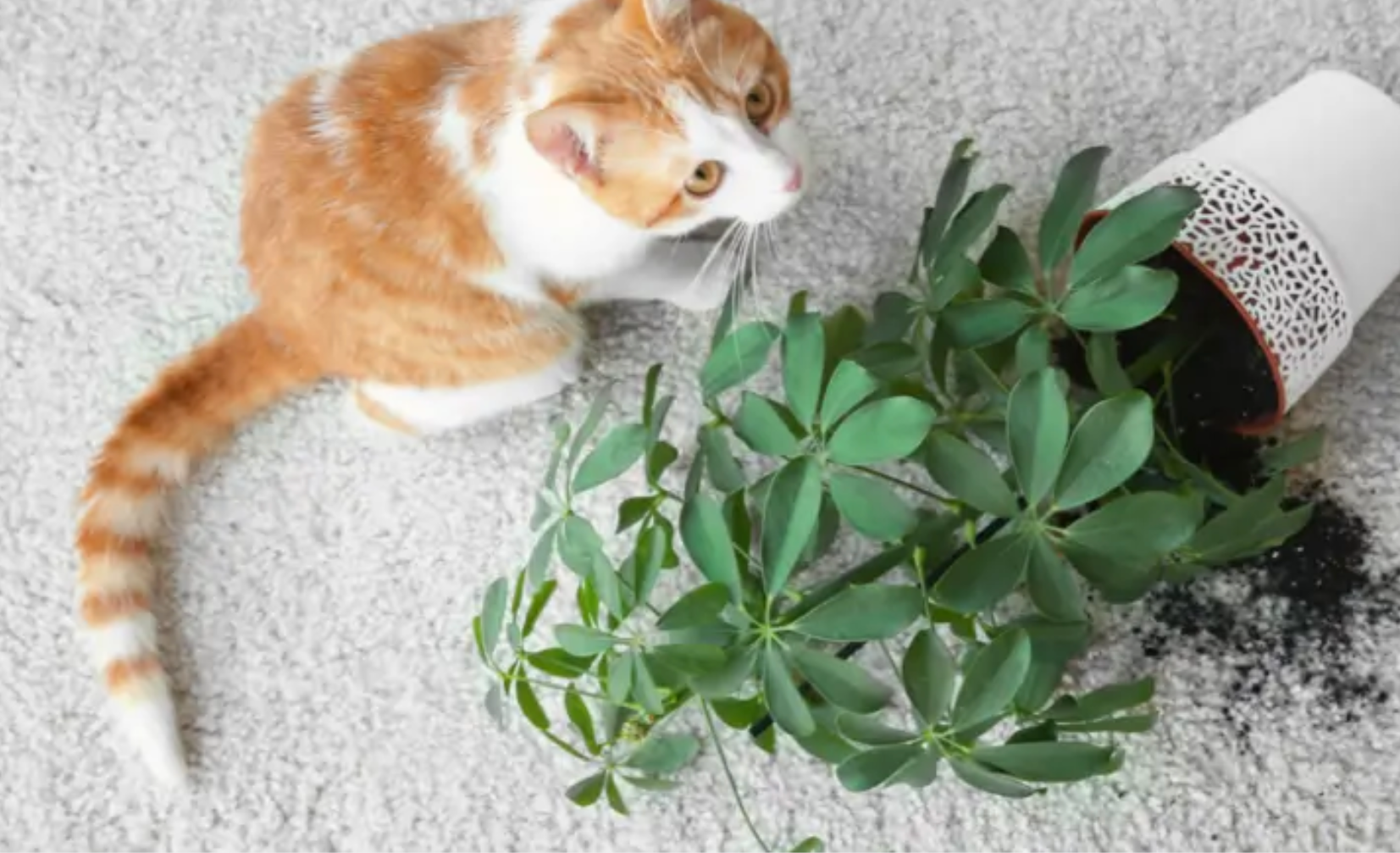 Cat next to a potted plant spilled on durable carpet floor